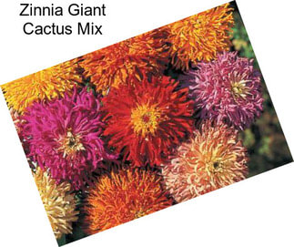 Zinnia Giant Cactus Mix