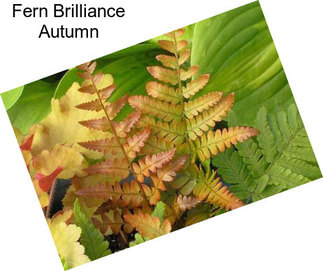 Fern Brilliance Autumn