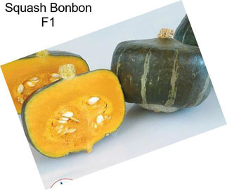 Squash Bonbon F1