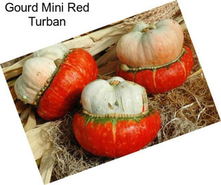 Gourd Mini Red Turban