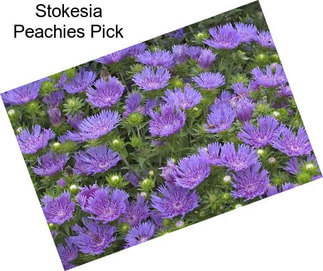 Stokesia Peachies Pick