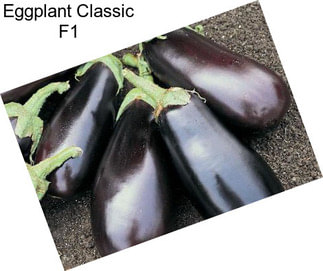 Eggplant Classic F1