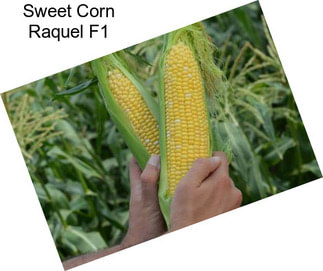 Sweet Corn Raquel F1