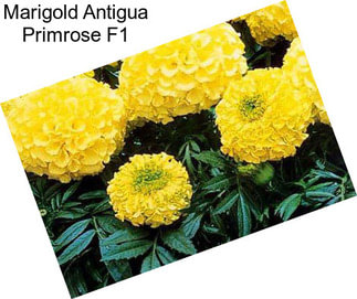 Marigold Antigua Primrose F1