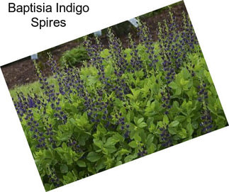 Baptisia Indigo Spires