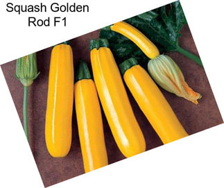Squash Golden Rod F1
