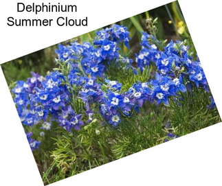 Delphinium Summer Cloud
