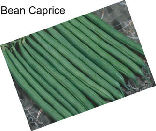 Bean Caprice