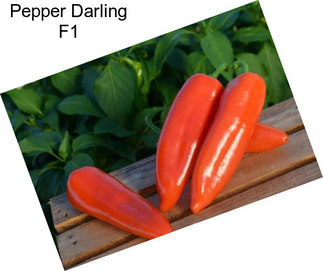 Pepper Darling F1