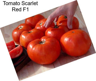 Tomato Scarlet Red F1