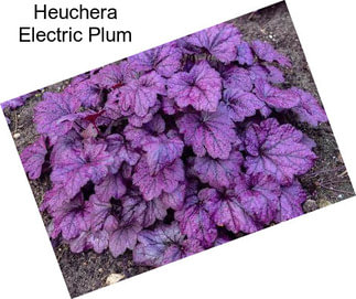 Heuchera Electric Plum