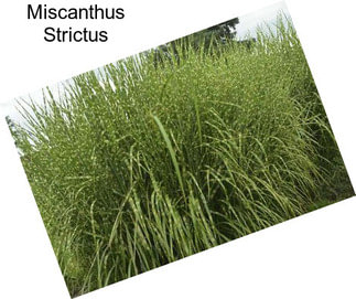 Miscanthus Strictus