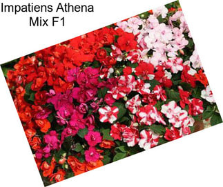 Impatiens Athena Mix F1