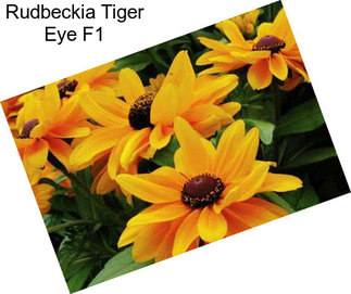 Rudbeckia Tiger Eye F1