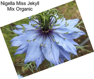 Nigella Miss Jekyll Mix Organic