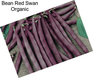 Bean Red Swan Organic