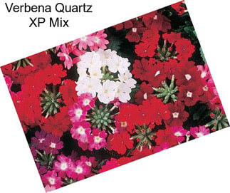Verbena Quartz XP Mix