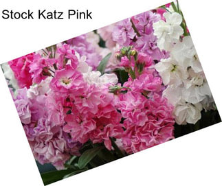 Stock Katz Pink