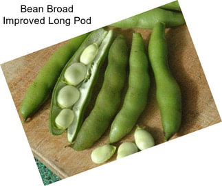 Bean Broad Improved Long Pod