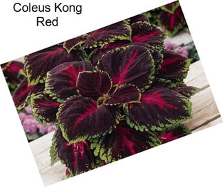 Coleus Kong Red