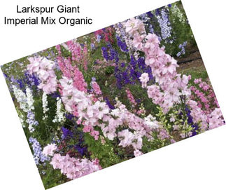 Larkspur Giant Imperial Mix Organic