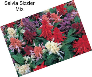 Salvia Sizzler Mix