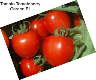 Tomato Tomatoberry Garden F1