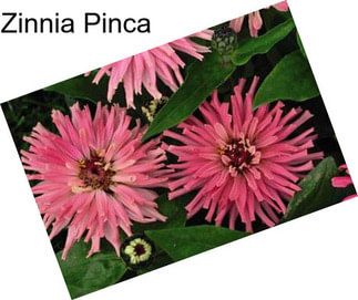 Zinnia Pinca