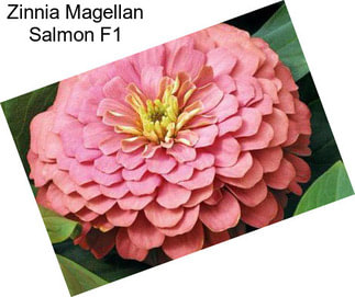 Zinnia Magellan Salmon F1