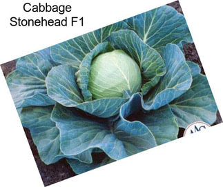 Cabbage Stonehead F1