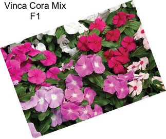 Vinca Cora Mix F1