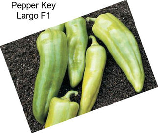 Pepper Key Largo F1