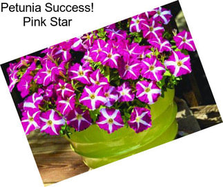 Petunia Success! Pink Star