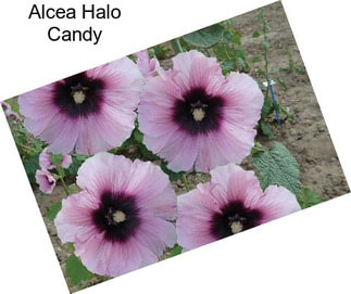 Alcea Halo Candy