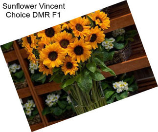 Sunflower Vincent Choice DMR F1