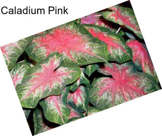 Caladium Pink
