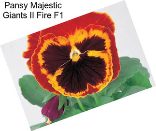 Pansy Majestic Giants II Fire F1