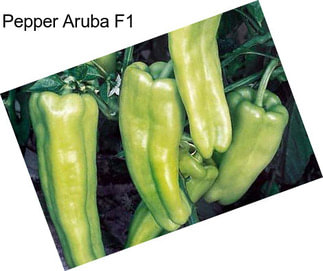 Pepper Aruba F1