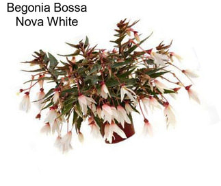 Begonia Bossa Nova White