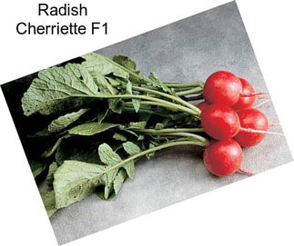 Radish Cherriette F1