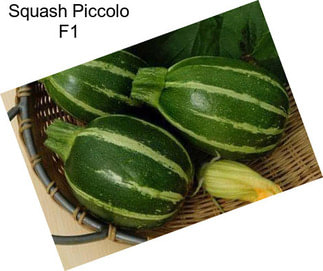 Squash Piccolo F1