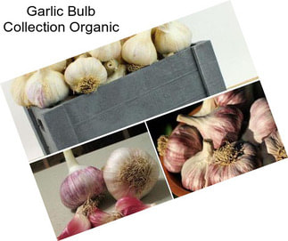 Garlic Bulb Collection Organic