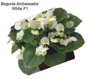 Begonia Ambassador White F1