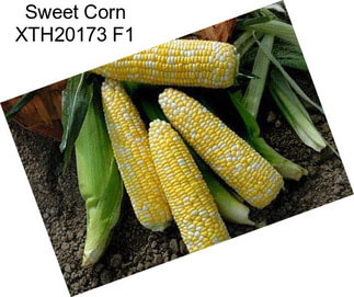 Sweet Corn XTH20173 F1