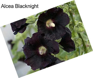 Alcea Blacknight