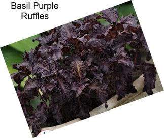 Basil Purple Ruffles
