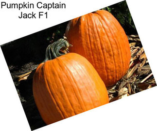 Pumpkin Captain Jack F1