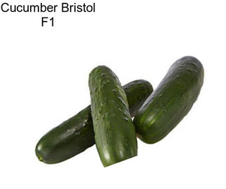 Cucumber Bristol F1