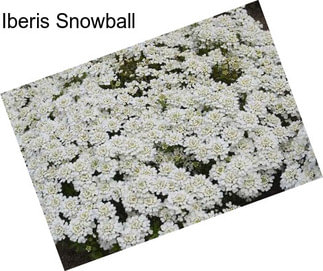 Iberis Snowball