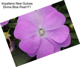 Impatiens New Guinea Divine Blue Pearl F1